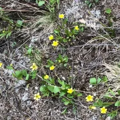 sagebrush buttercup thumbnail 4