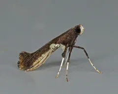 Dogwood Caloptilia Moth thumbnail 2