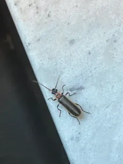 Podabrus appendiculatus thumbnail 3