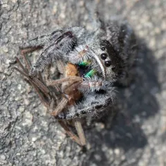 Marbled Purple Jumping Spider thumbnail 2