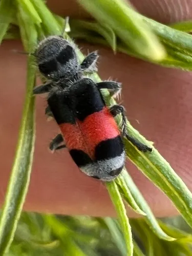 Enoclerus acerbus