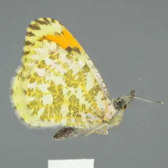 Julia Orangetip thumbnail 2