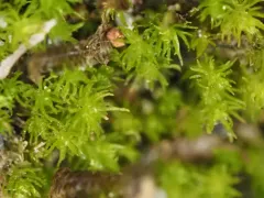 Takakia lepidozioides thumbnail 2