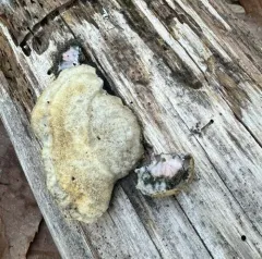 Cyanosporus livens thumbnail 3