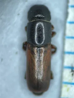 Pityophagus rufipennis thumbnail 4