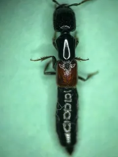 Cold Rove Beetle thumbnail 4