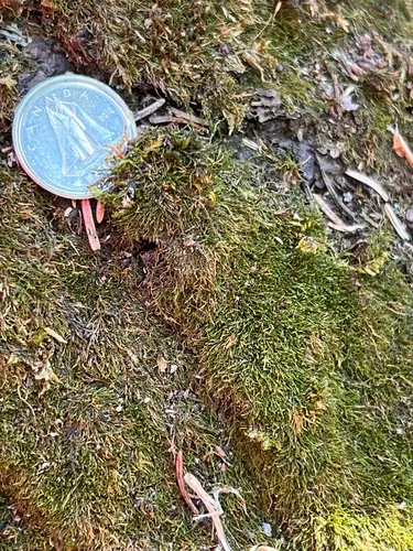 Pseudoleskeella tectorum