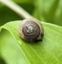 Hairy Snail thumbnail 3