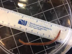 Estuary Ragworm thumbnail 2