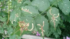 Trumpet Creeper Leafminer thumbnail 1