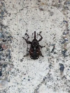 White Pine Weevil thumbnail 3