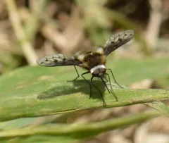 White-headed Bee Fly thumbnail 1