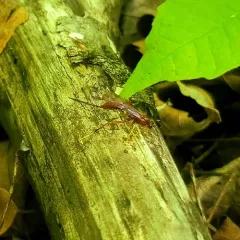 Coleocentrus rufus thumbnail 4
