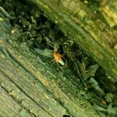 Disk-shaped Marsh Beetle thumbnail 2