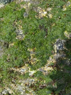 Ulva prolifera thumbnail 2