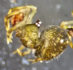 Trogloneta paradoxa thumbnail 2