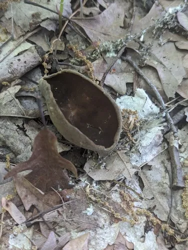 Helvella solitaria
