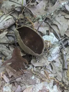 Helvella solitaria thumbnail 1
