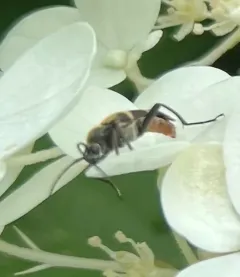Zebra Longhorn Beetle thumbnail 1