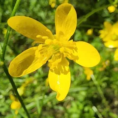 straightbeak buttercup thumbnail 4