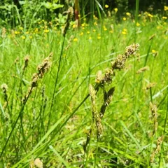 dense sedge thumbnail 3