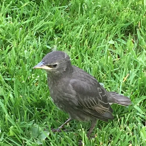 European Starling
