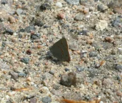 Early Hairstreak thumbnail 4