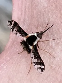 Bombylius pulchellus thumbnail 3