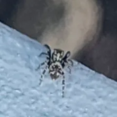 Black-palped Jumping Spider thumbnail 2