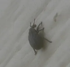 Crusted root weevil thumbnail 3