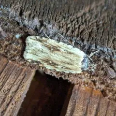 Beggartick Leaffolder Moth thumbnail 3