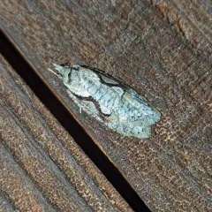 Packard's Concealer Moth thumbnail 3