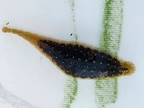 Placobdella picta