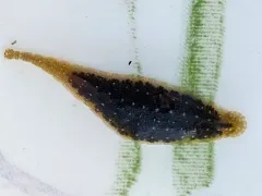 Placobdella picta thumbnail 1