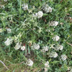 Smith's Cress thumbnail 1