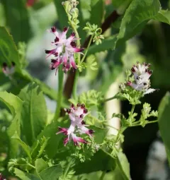 common ramping-fumitory thumbnail 3