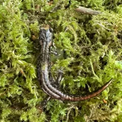 Clouded Salamander thumbnail 3