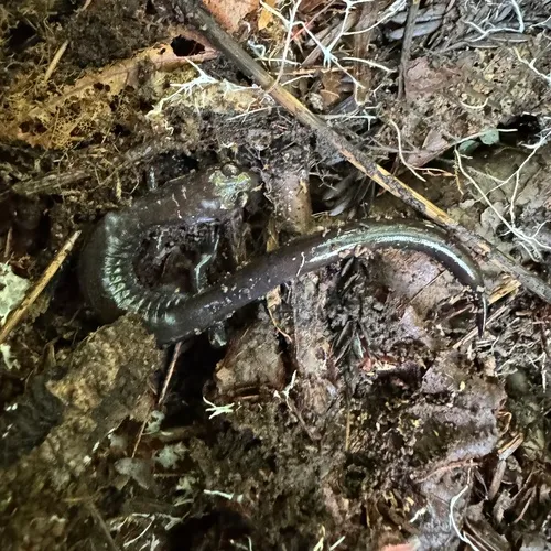 Del Norte Salamander