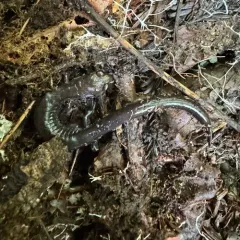 Del Norte Salamander thumbnail 1