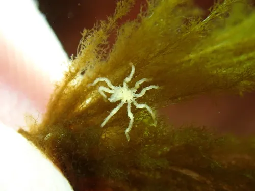 Achelia spinosa