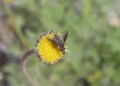 Conophorus columbiensis thumbnail 1