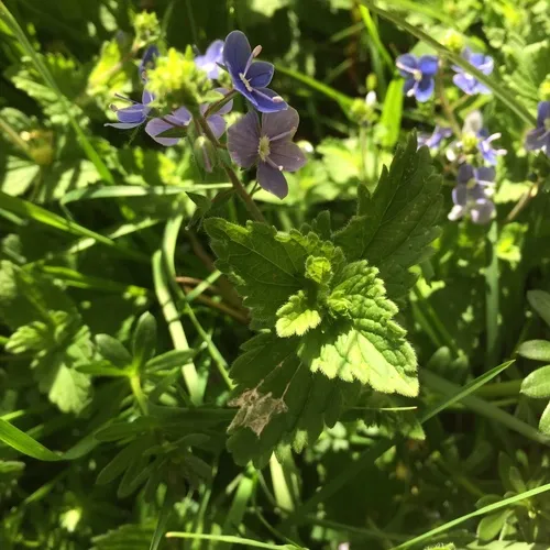 Germander Speedwell