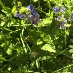Germander Speedwell thumbnail 1