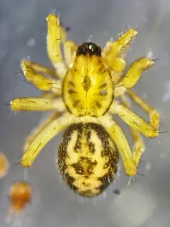 Ethobuella tuonops thumbnail 2
