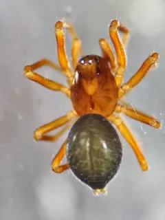 Ceratinops inflatus thumbnail 1