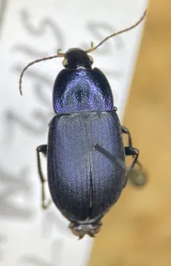 Chlaenius purpuricollis thumbnail 2