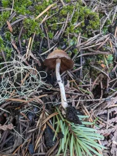Psathyrella pennata thumbnail 4