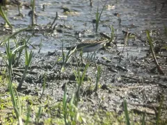 Temminck's Stint thumbnail 2