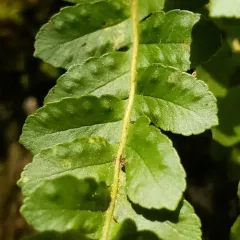 irregular polypody thumbnail 4
