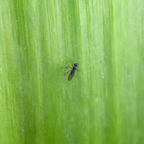 Campsicnemus hirtipes